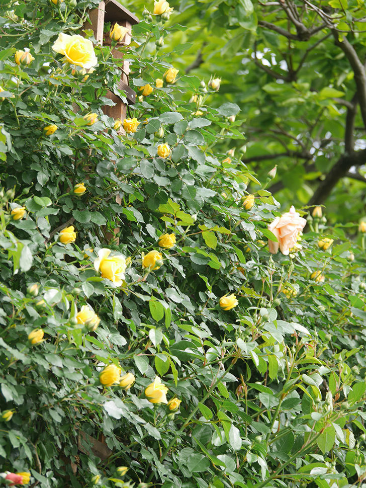 つるゴールドバニー(Gold Bunny Climbing)の花が咲いた。ツルバラ。2022年-004.jpg