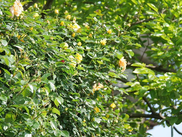 つるゴールドバニー(Gold Bunny Climbing)の花が咲いた。ツルバラ。2022年-016.jpg