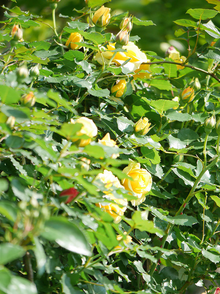 つるゴールドバニー(Gold Bunny Climbing)の花が咲いた。ツルバラ。2022年-022.jpg