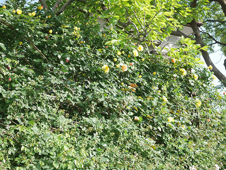 つるゴールドバニー(Gold Bunny Climbing)の花が咲いた。ツルバラ。2022年-039.jpg