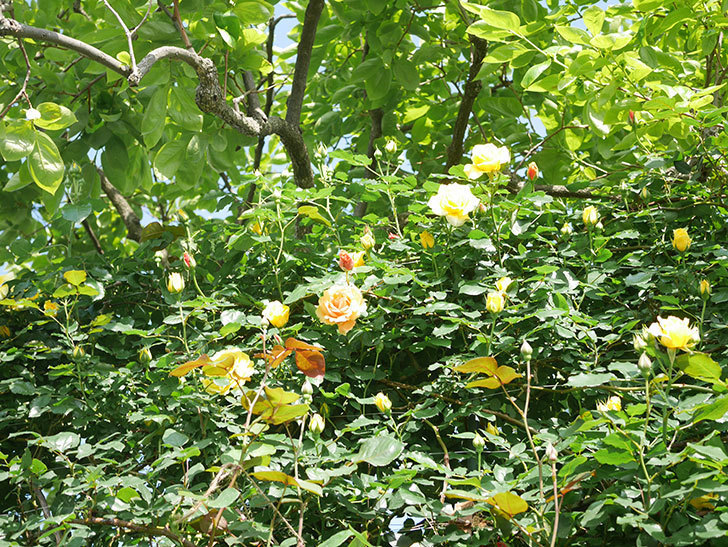 つるゴールドバニー(Gold Bunny Climbing)の花が咲いた。ツルバラ。2022年-041.jpg