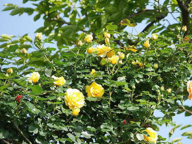 つるゴールドバニー(Gold Bunny Climbing)の花が咲いた。ツルバラ。2022年-066.jpg