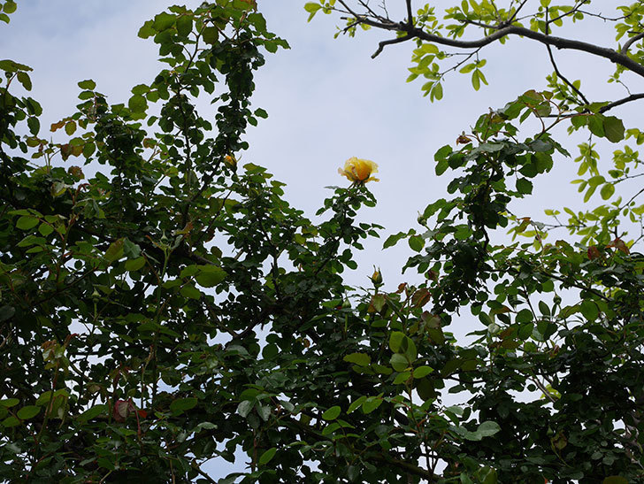 つるゴールドバニー(Gold Bunny Climbing)の花が少し咲いた。ツルバラ。2021年-012.jpg
