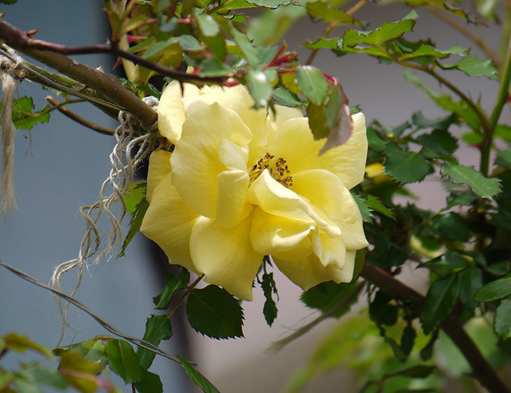 つるゴールドバニー（ツルバラ）に2個目の花が咲いた。2018年-5.jpg
