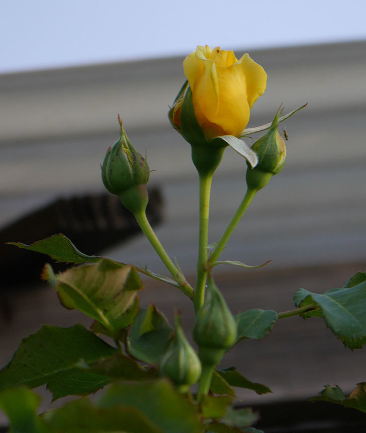 つるゴールドバニー（ツルバラ）の2番花が咲いた。2019年-4.jpg