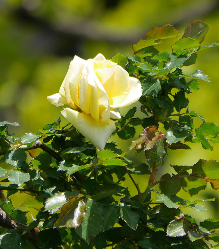 つるゴールドバニー ツルバラ の花が咲いた 年 バラ 02memo日記