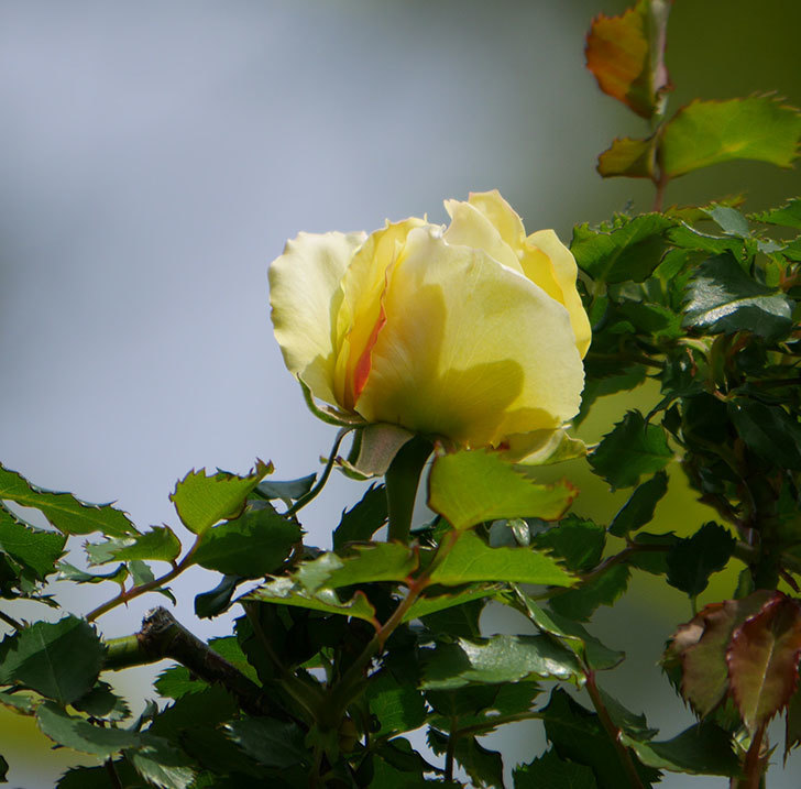 つるゴールドバニー ツルバラ の花が少し咲いた 年 バラ 02memo日記