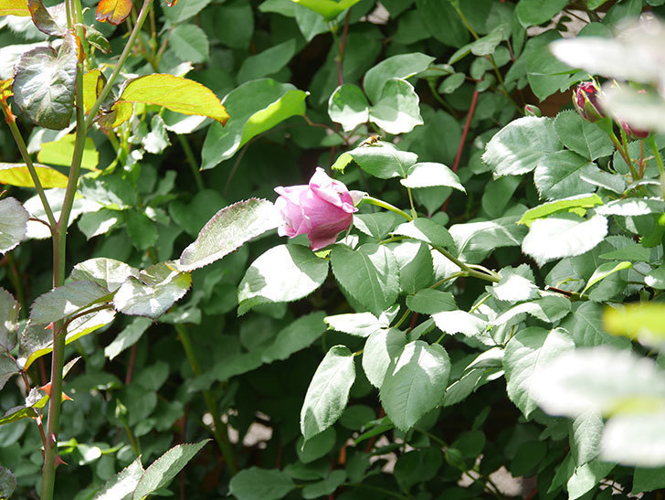 つるシャルルドゴール(Charles de Gaulle Climbing)の花が少し咲いた。ツルバラ。2021年-022.jpg