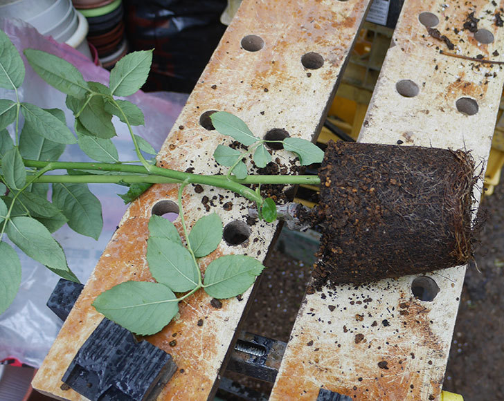 つるシャルルドゴール（ツルバラ）の新苗を6号ロングスリット鉢に植え替えた。2019年-1.jpg