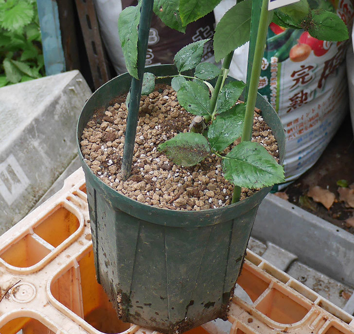 つるシャルルドゴール（ツルバラ）の新苗を6号ロングスリット鉢に植え替えた。2019年-5.jpg