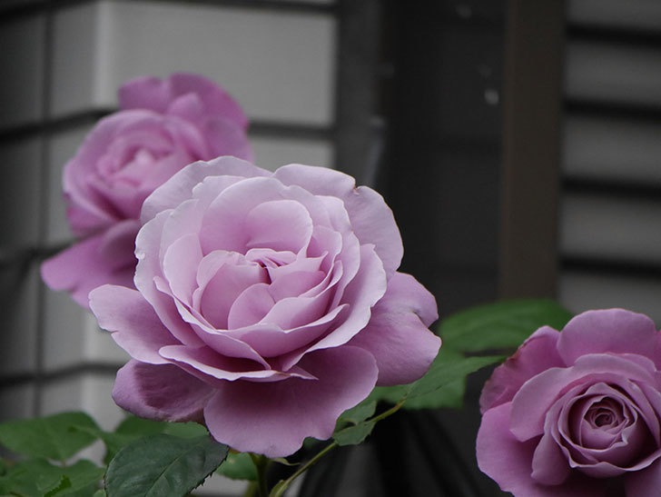 つるシャルルドゴール ツルバラ の花が増えてきた 年 バラ 02memo日記