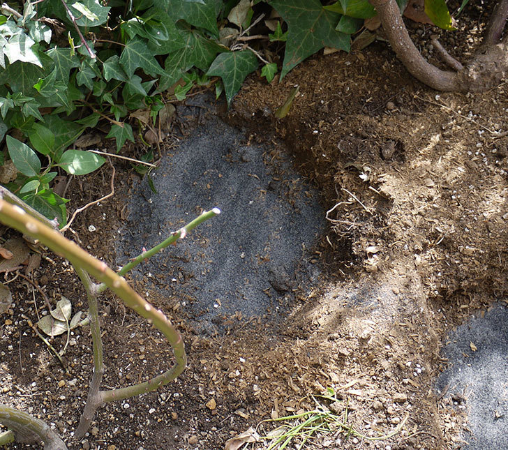 つるジュリア(ツルバラ)に穴を掘って寒肥をやった。2017年-11.jpg