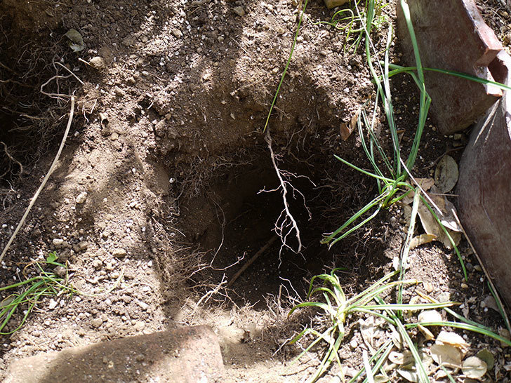 つるジュリア(ツルバラ)に穴を掘って寒肥をやった。2017年-4.jpg