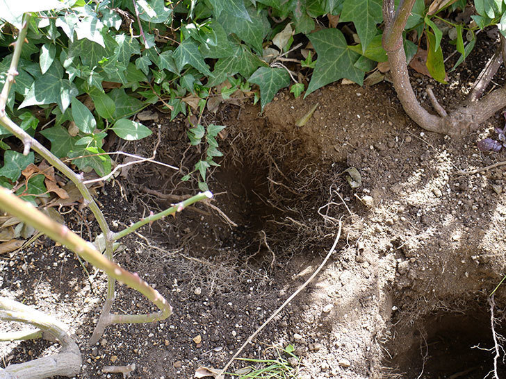 つるジュリア(ツルバラ)に穴を掘って寒肥をやった。2017年-5.jpg