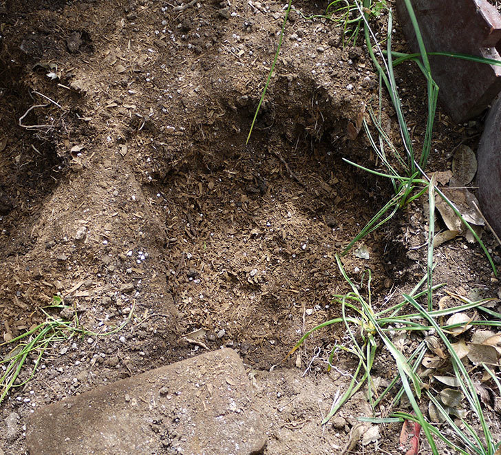 つるジュリア(ツルバラ)に穴を掘って寒肥をやった。2017年-8.jpg
