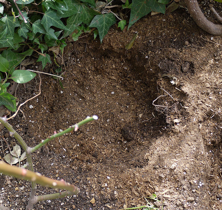 つるジュリア(ツルバラ)に穴を掘って寒肥をやった。2017年-9.jpg