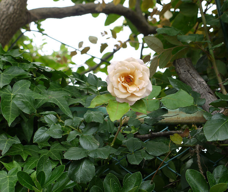 つるジュリア(ツルバラ)の2番花が咲いた。2016年-3.jpg