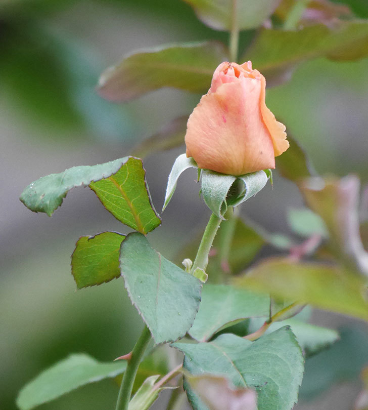 つるジュリア(ツルバラ)の2番花が咲いた。2019年-6.jpg