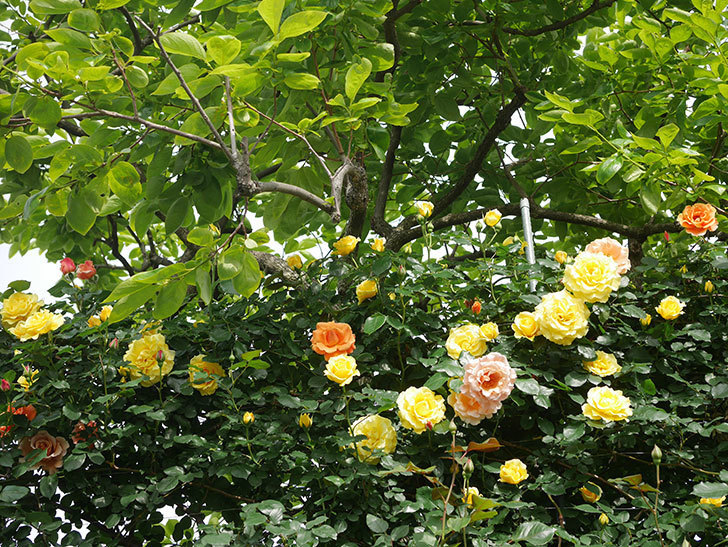 つるジュリア(Julia Climbing)の花が咲いた。ツルバラ。2022年-003.jpg