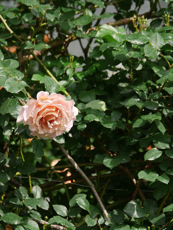 つるジュリア(Julia Climbing)の花が咲いた。ツルバラ。2022年-058.jpg