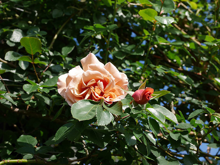 つるジュリア(Julia Climbing)の花が増えてきた。ツルバラ。2021年-001.jpg