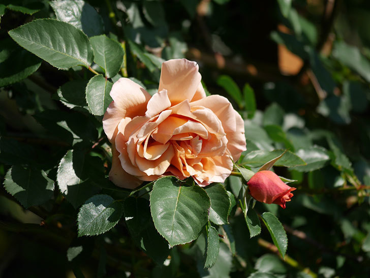 つるジュリア(Julia Climbing)の花が増えてきた。ツルバラ。2021年-004.jpg