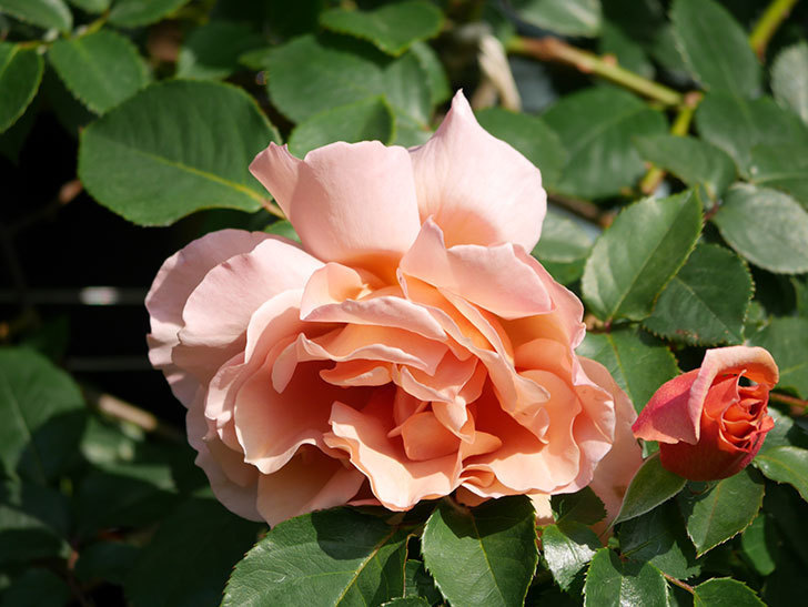 つるジュリア(Julia Climbing)の花が増えてきた。ツルバラ。2021年-009.jpg