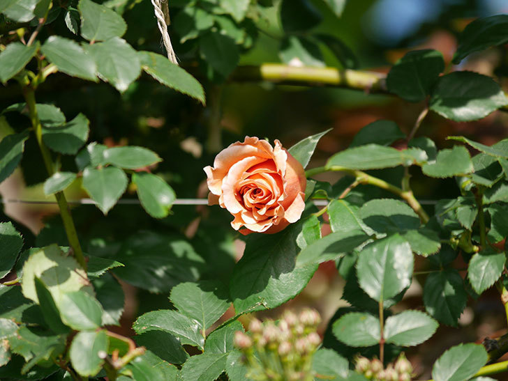つるジュリア(Julia Climbing)の花が増えてきた。ツルバラ。2021年-010.jpg