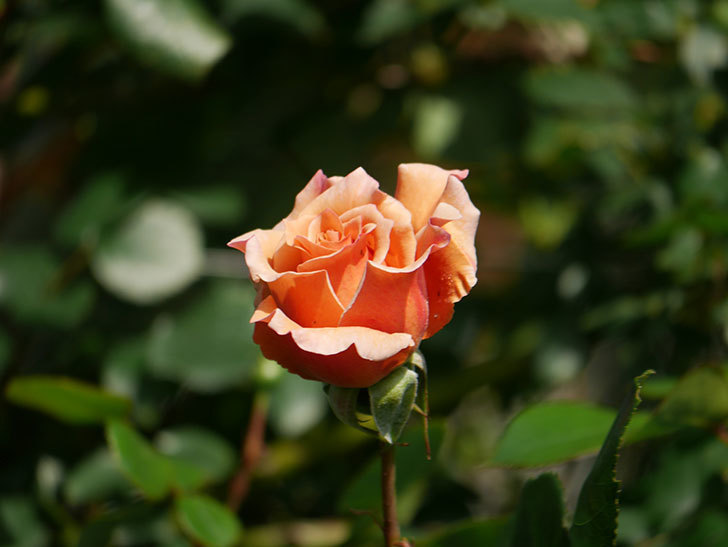 つるジュリア(Julia Climbing)の花が増えてきた。ツルバラ。2021年-014.jpg
