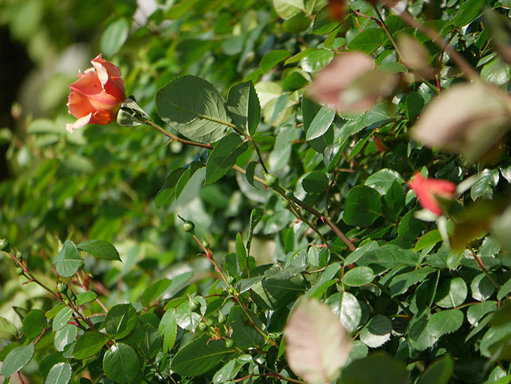 つるジュリア(Julia Climbing)の花が増えてきた。ツルバラ。2021年-015.jpg