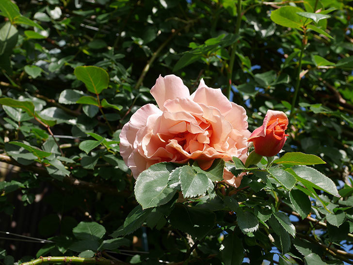 つるジュリア(Julia Climbing)の花が増えてきた。ツルバラ。2021年-017.jpg