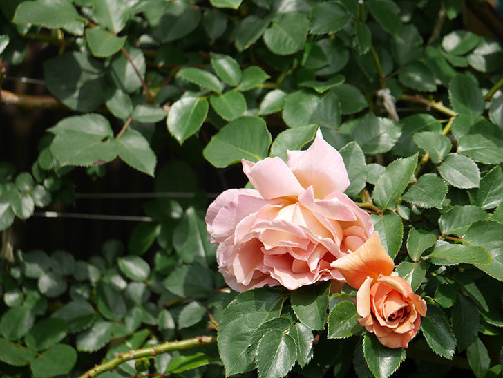 つるジュリア(Julia Climbing)の花が増えてきた。ツルバラ。2021年-019.jpg