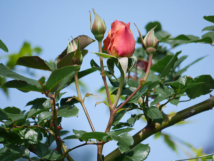 つるジュリア(Julia Climbing)の花が増えてきた。ツルバラ。2021年-024.jpg