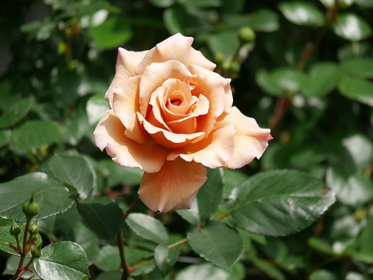 つるジュリア(Julia Climbing)の花が増えてきた。ツルバラ。2021年-026.jpg