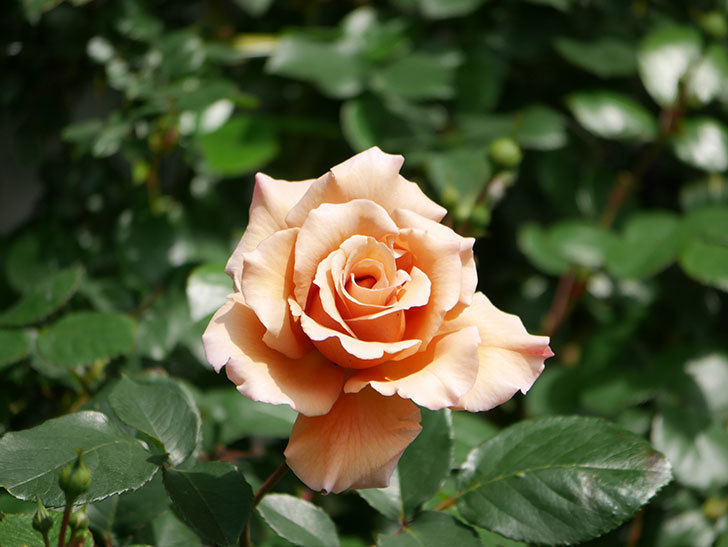つるジュリア(Julia Climbing)の花が増えてきた。ツルバラ。2021年-027.jpg