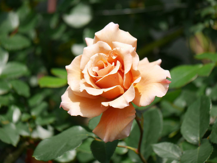 つるジュリア(Julia Climbing)の花が増えてきた。ツルバラ。2021年-028.jpg