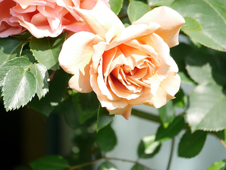 つるジュリア(Julia Climbing)の花が増えてきた。ツルバラ。2021年-033.jpg