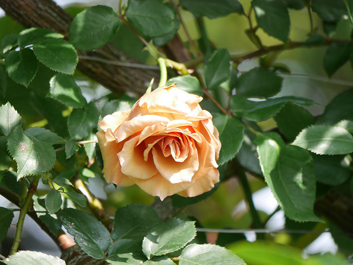 つるジュリア(Julia Climbing)の花が増えてきた。ツルバラ。2021年-035.jpg