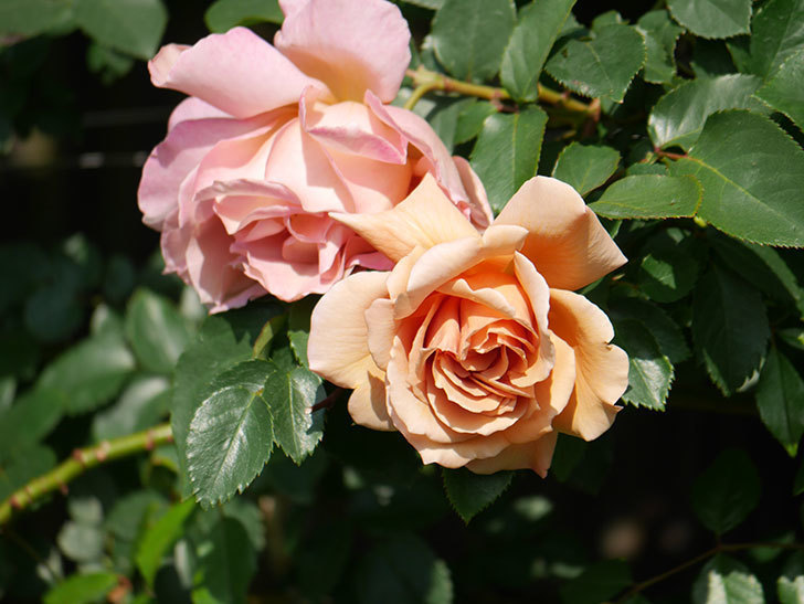 つるジュリア(Julia Climbing)の花が増えてきた。ツルバラ。2021年-036.jpg