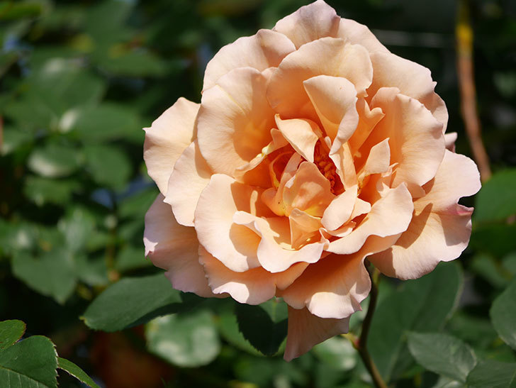 つるジュリア(Julia Climbing)の花が増えてきた。ツルバラ。2021年-039.jpg