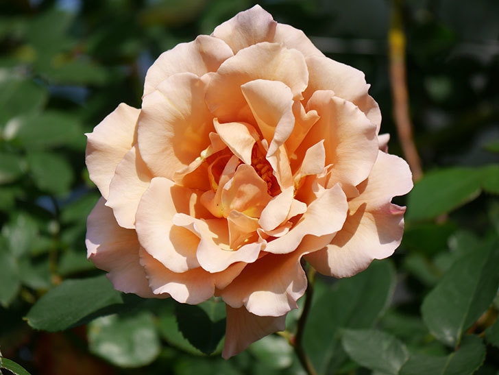 つるジュリア(Julia Climbing)の花が増えてきた。ツルバラ。2021年-040.jpg