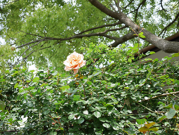 つるジュリア(Julia Climbing)の花が増えてきた。ツルバラ。2021年-044.jpg