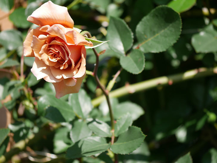 つるジュリア(Julia Climbing)の花が増えてきた。ツルバラ。2021年-047.jpg