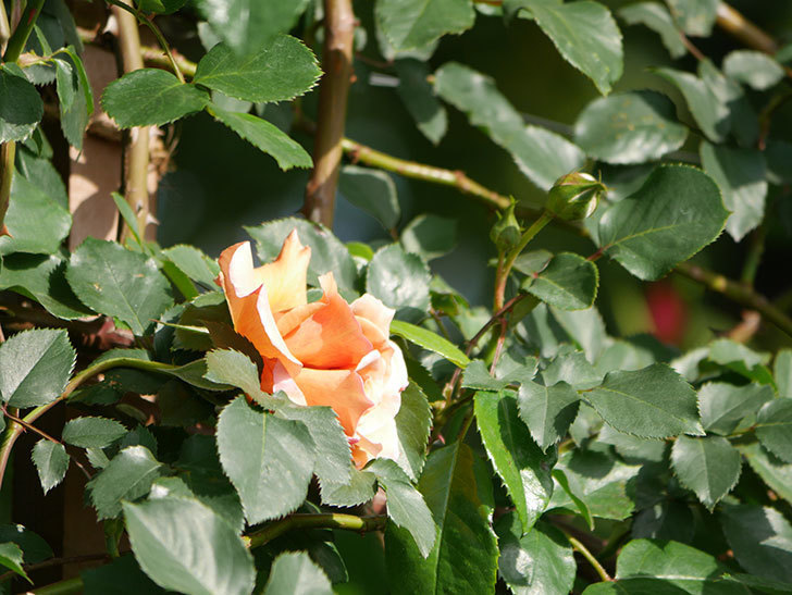 つるジュリア(Julia Climbing)の花が増えてきた。ツルバラ。2021年-055.jpg