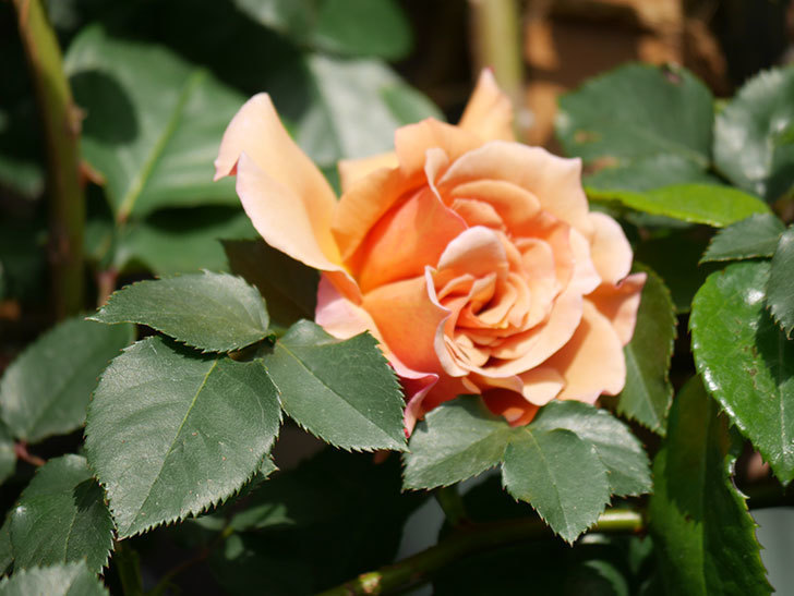 つるジュリア(Julia Climbing)の花が増えてきた。ツルバラ。2021年-057.jpg