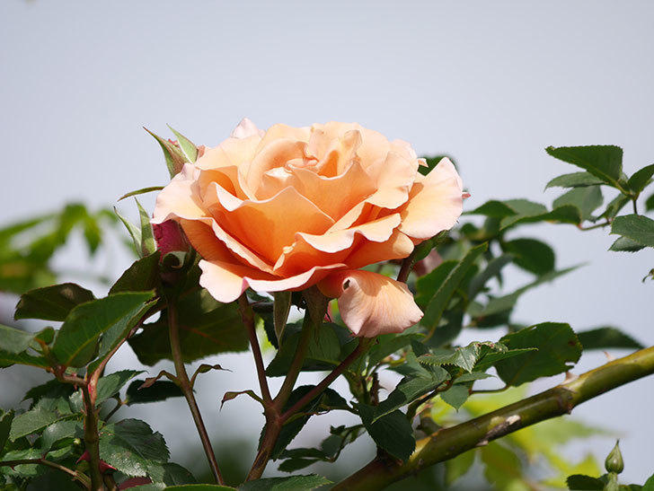 つるジュリア(Julia Climbing)の花が増えてきた。ツルバラ。2021年-061.jpg