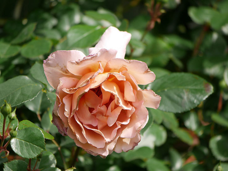 つるジュリア(Julia Climbing)の花が増えてきた。ツルバラ。2021年-062.jpg
