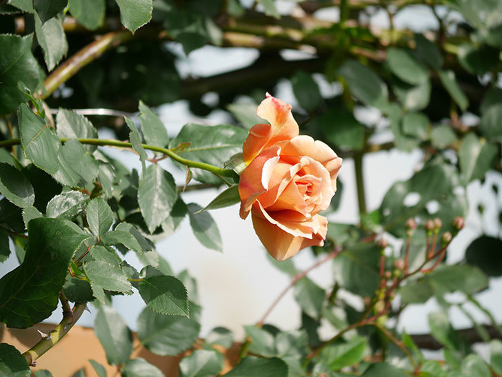 つるジュリア(Julia Climbing)の花が増えてきた。ツルバラ。2021年-065.jpg