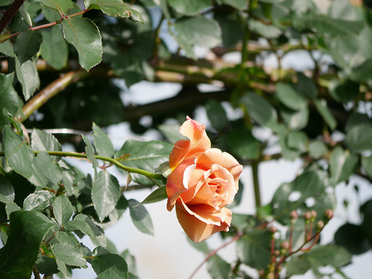 つるジュリア(Julia Climbing)の花が増えてきた。ツルバラ。2021年-066.jpg