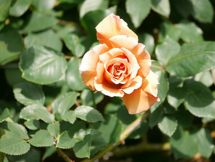 つるジュリア(Julia Climbing)の花が増えてきた。ツルバラ。2021年-068.jpg